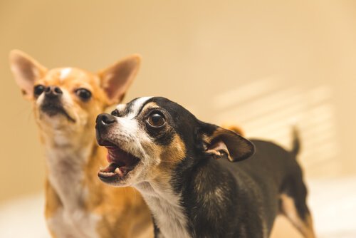 deux chihuahuas qui aboient