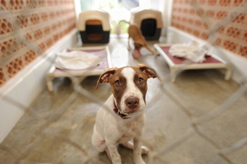 Un chien est enfermé derrière un grillage