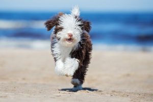 Conseils pour peigner un chien d'eau espagnol