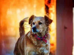 7 conseils pour surmonter la mort de votre animal de compagnie