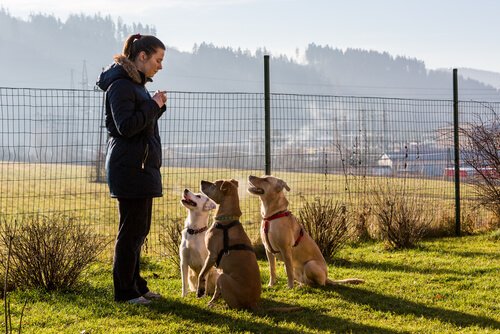 trois chien autour d'une femme l'écoutent