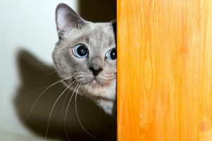 Comment gagner la confiance d'un chat ?