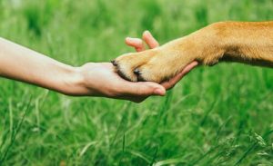Comment gagner le respect d'un chien ?