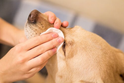 Nettoyer Les Taches Marrons Sous Les Yeux De Votre Chien