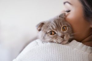Le virus de la leucémie féline : causes, symptômes et traitement