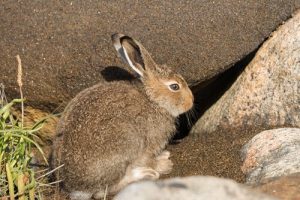Le lièvre, une espèce menacée d'extinction