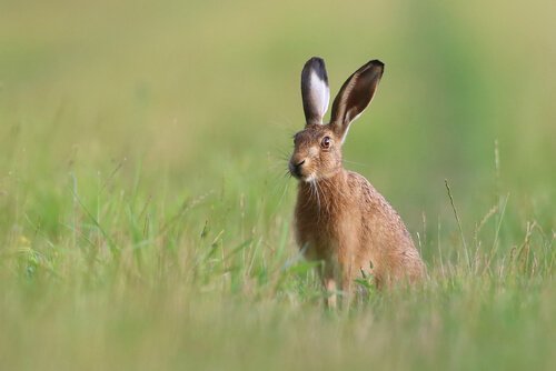 Une jeune lièvre se tient aux aguets dans l'herbe