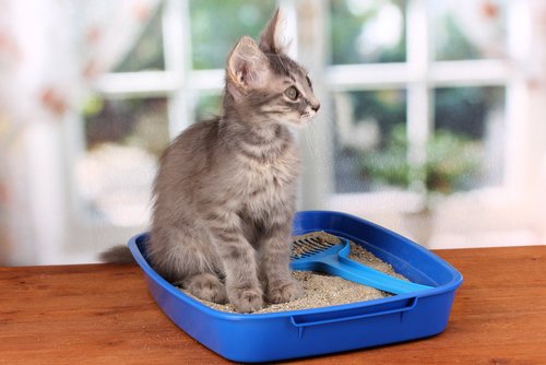 chat dans sa litière