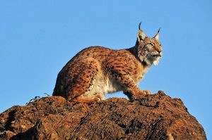 Les différentes espèces de lynx
