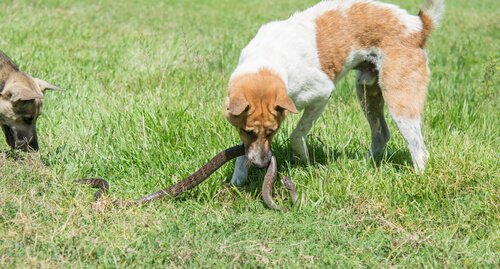 Deux chiens dont un qui tient un serpent dans sa gueule