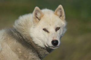 Le Chien du Groenland