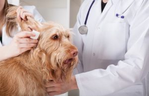 Races de chiens susceptibles de souffrir d'otite