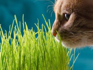 Les plantes dangereuses pour les chats