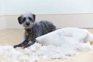 Six problèmes comportementaux des chiens