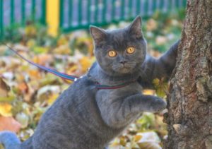 4 choses que vous pouvez apprendre à votre chat