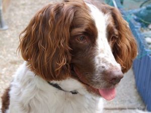 Les races de chiens sujettes aux infections des oreilles