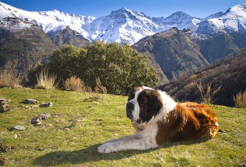 Saint-Bernard à la montagne