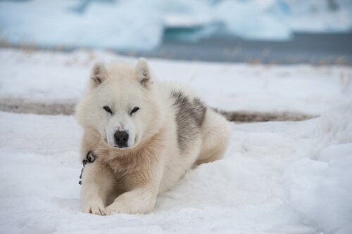 Chien du Groenland couché dans la neige