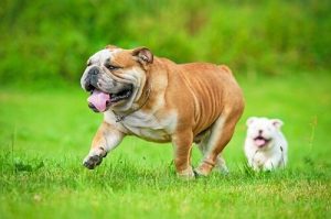 Le syndrome brachiocéphalique : causes, symptômes et traitements