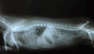 Syndrome de Wobbler : causes, symptômes et traitement