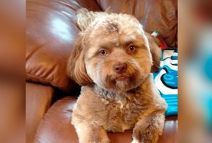 Découvrez Yogi, un chien au visage humain