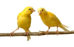 Tout sur l'élevage de canaris
