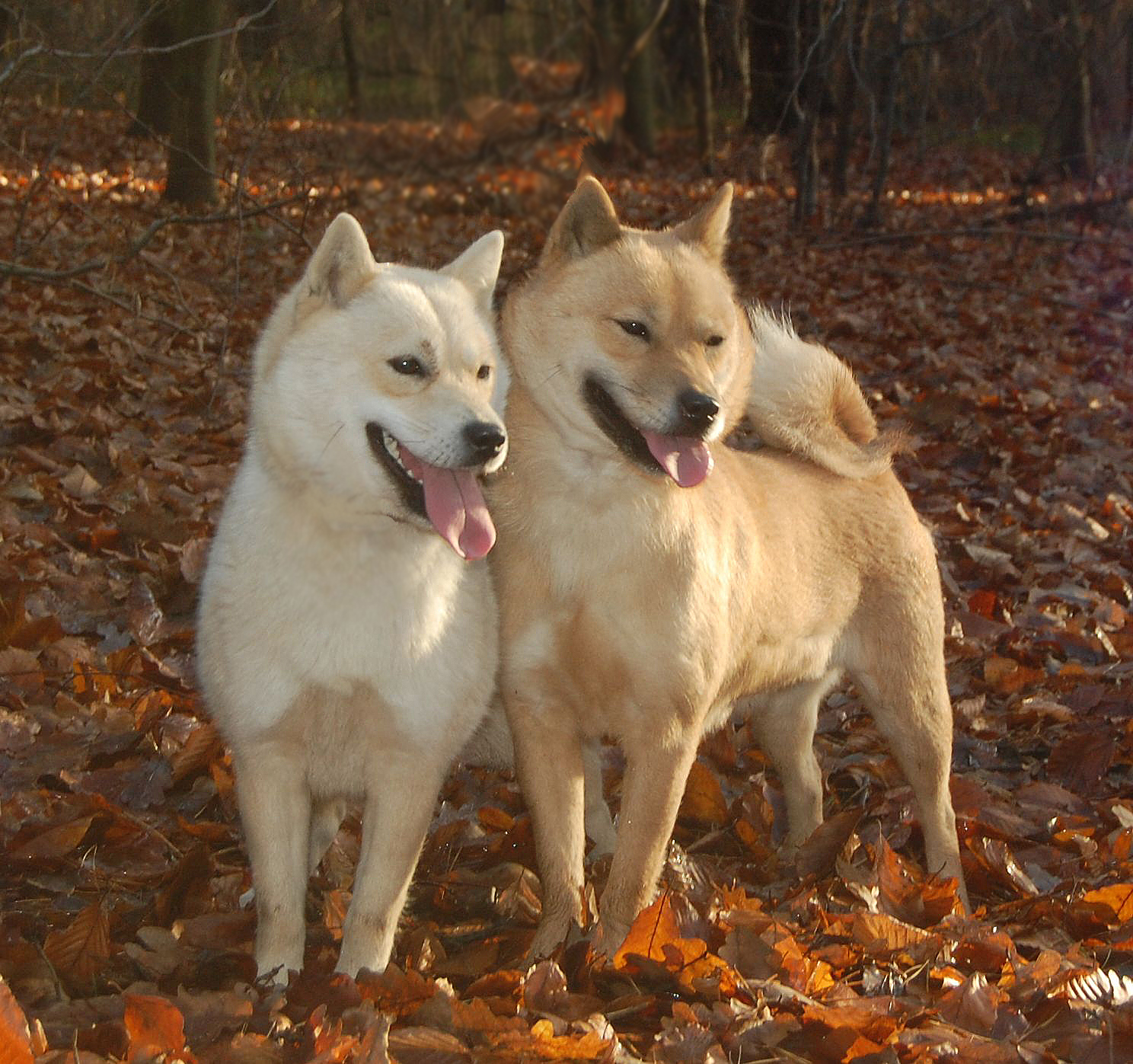 L'Hokkaïdo, un chien venu du Japon