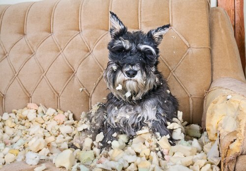 un schnauzer qui a mangé le rembourrage d'un fauteuil