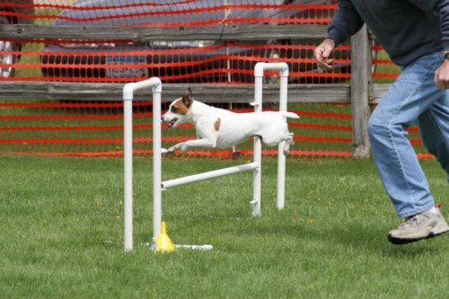 Jack Russel qui pratique l'épreuve d'agility