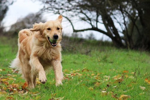 Un Golden Retriever court avec une balle