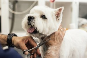 Les races de chiens dont il ne faut pas couper les poils