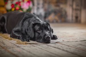 Que faire si votre chien a été victime d'un accident ?