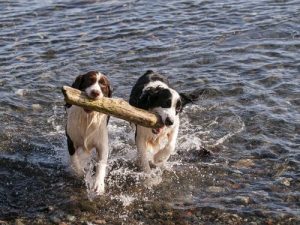 Quel est le partenaire idéal pour votre chien ?