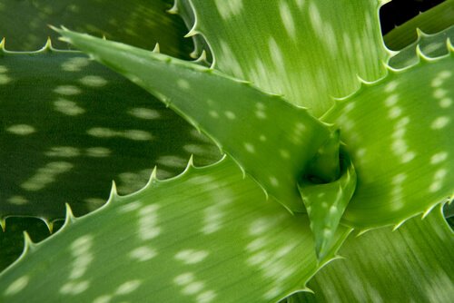 Aloe vera