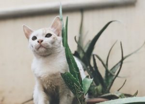 L'aloe vera est-il bénéfique pour nos animaux ?