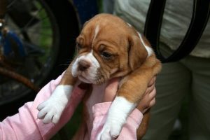 Conseils pour amener votre animal chez le vétérinaire