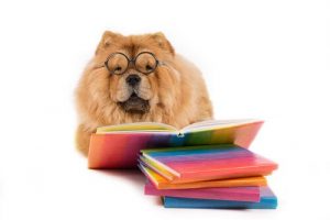 Quel est l'animal à la plus grande intelligence émotionnelle ?