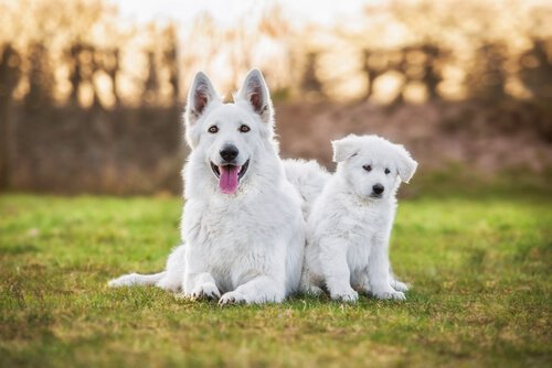 Un berger blanc suisse et un chiot