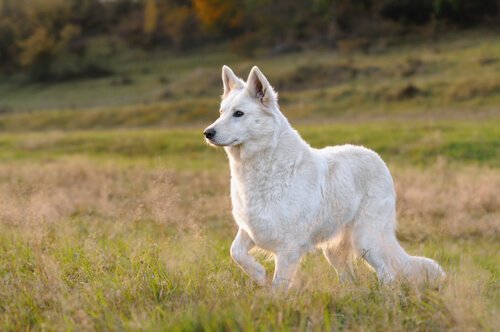 berger blanc suisse dans un pré