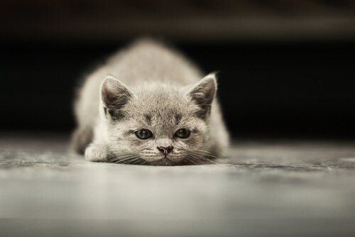La dépression chez les chats La dépression chez les chats