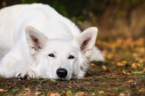 berger blanc suisse