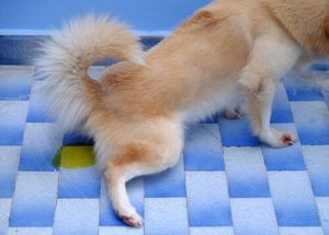L'incontinence urinaire chez les chiens