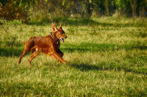 chien qui joue dans un parc