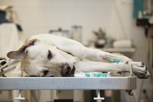 gérer le décès d'un chien