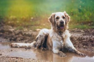 Comment éliminer cette mauvaise odeur de chien mouillé ?