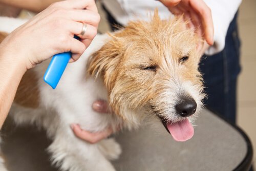 Un toiletteur utilise un spray sur un chien