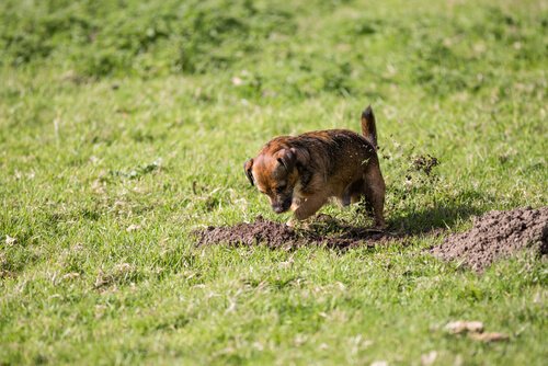 chien près d'un terrier de taupe