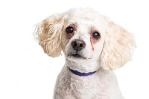 Pourquoi les chiens ont-ils des taches sous les yeux ?