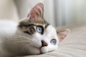 Comment dresser un chat ?