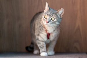 Le collier chez les chats